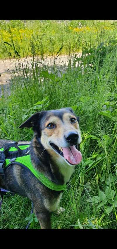 Fotochallenge Nr. 59 - Mein Hund zeigt die Zunge-Beitrag-Bild