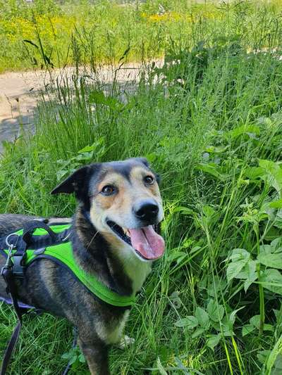 Mischlingshunde Foto Aufruf-Beitrag-Bild