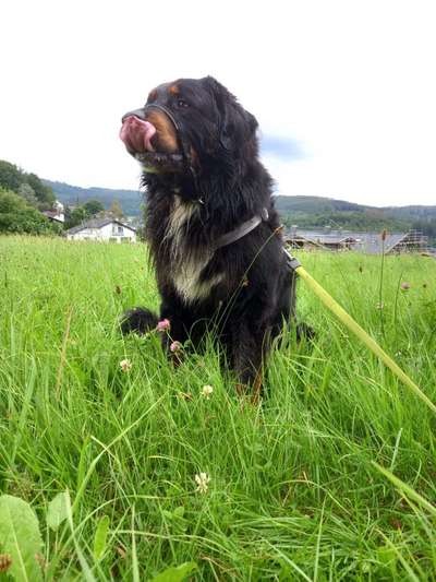 Hundetreffen-Spaziergang in Hilchenbach und Umgebung-Bild