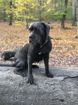 Hundetreffen-Playdate for energetic dogs in Kreuzberg-Bild