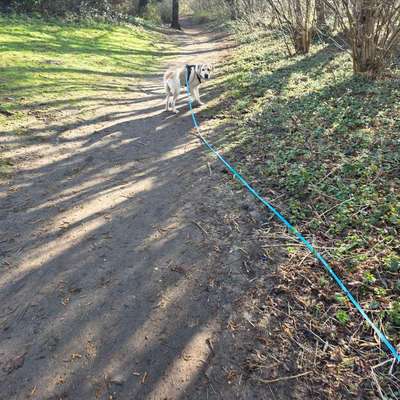 aktuelles Foto Gruppe Labrador