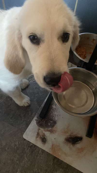 Dogorama Photo Challenge - Portrait-Beitrag-Bild