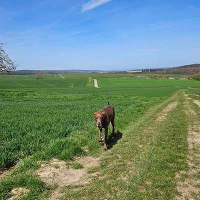 Hundetreffen-Große Freunde gesucht-Bild