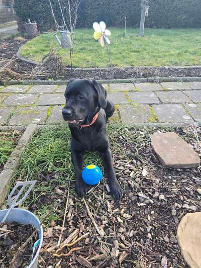 Hundetreffen-Üben / Spazieren gehen-Bild