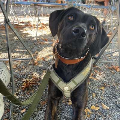 Hundetreffen-Hundekontakte gesucht-Bild