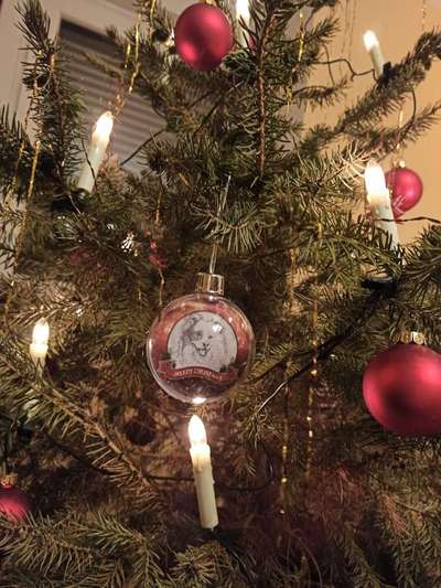 Regenbogenbrücke-Beitrag-Bild