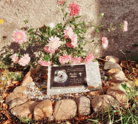 Regenbogenbrücke-Beitrag-Bild