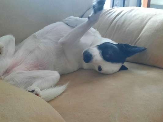 Die Dogorama Wochen Challenge-Beitrag-Bild