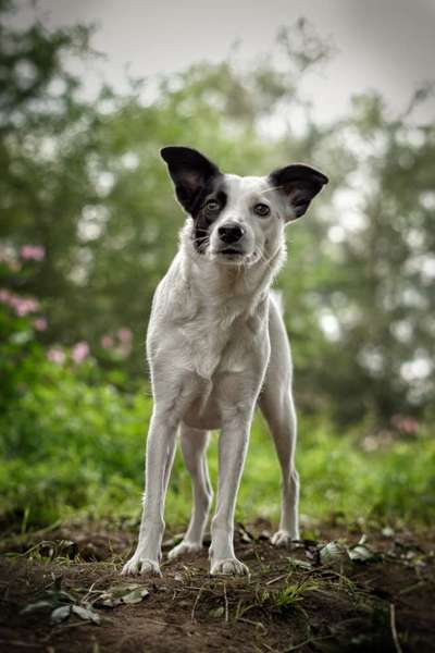 Basenji-Besitzer gefragt-Beitrag-Bild