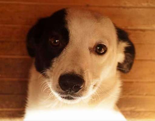 Mischlingshunde Foto Aufruf-Beitrag-Bild