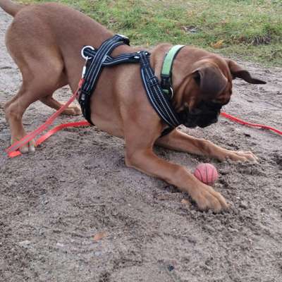 Hundetreffen-Junghundetreffen/ Gruppenspaziergänge Grimma-Bild