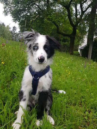 Die Dogorama Kalender Challenge Titelbild-Beitrag-Bild