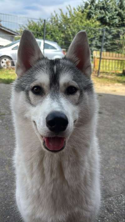 Hundetreffen-Spiel/Trainingsrunde-Bild