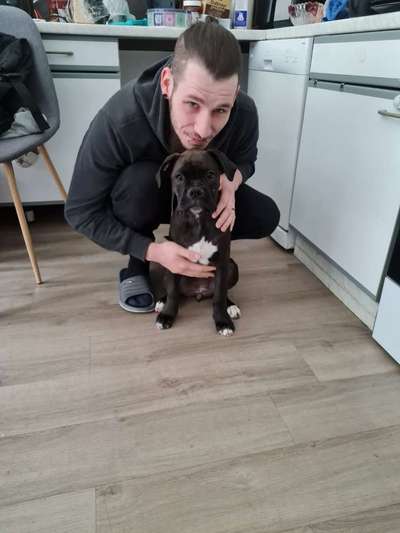 Deutsche Doggen Welpen-Beitrag-Bild