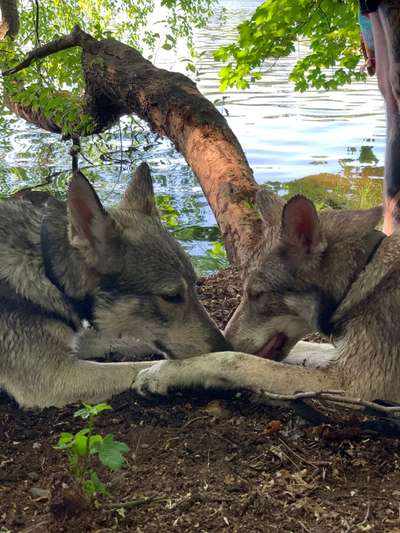 Seltene Rassen!-Beitrag-Bild