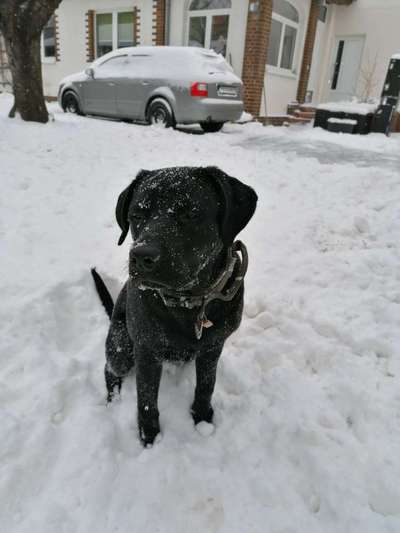 Labradorfans-Beitrag-Bild