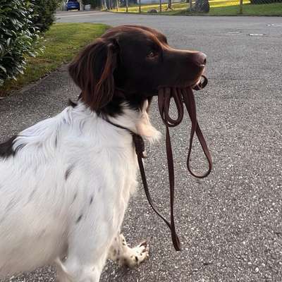 Hundetreffen-Gassirunde Weißensberg-Bild