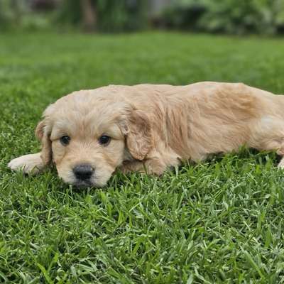 Hundetreffen-Welpen/Junghund treffen-Bild