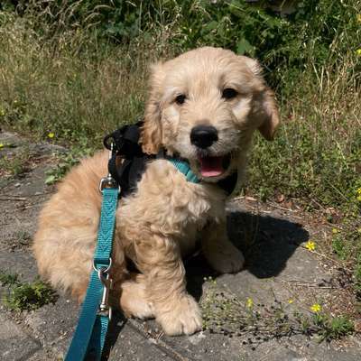 Hundetreffen-Welpen/Junghund Treffen-Bild