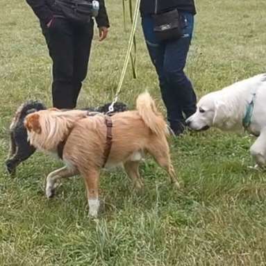 Hundetreffen-Trainings-Buddies gesucht 🐾🐾-Bild