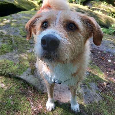 Hundetreffen-Hunderunden-Bild