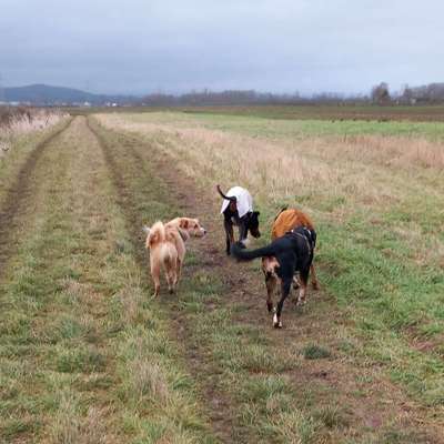 Hundetreffen-Hunde-Kumpels gesucht 🐾🐾-Bild