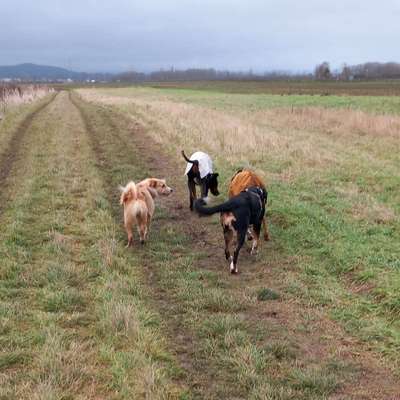 Hundetreffen-Hunde-Kumpels gesucht 🐾🐾-Bild