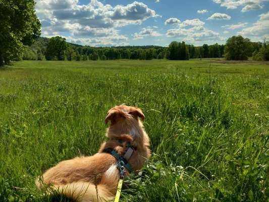 Hundetreffen-Trainingspartner/große Hunde gesucht-Bild