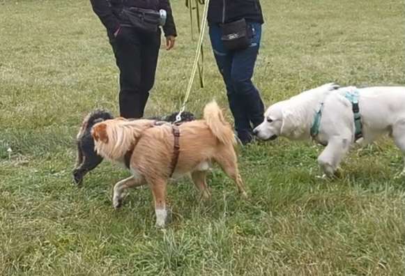 Hundetreffen-Trainings-Buddies gesucht 🐾🐾-Bild