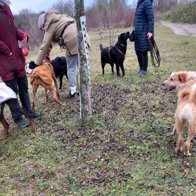 Hundetreffen-Gassi-Gruppe-Bild