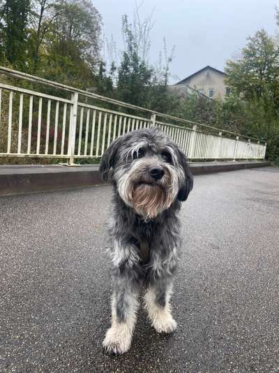 Hundetreffen-Gassirunde 🐾🐕‍🦺-Bild