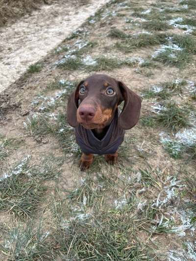 Hundetreffen-Dackeltreffen würselen-Bild