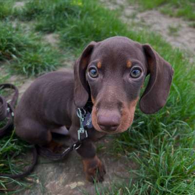 Hundetreffen-Welpentreffen Bardenberg-Bild