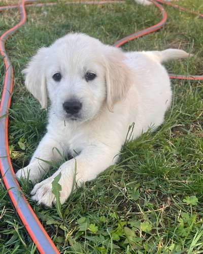 Wo sind die Golden Retriever Liebhaber?-Beitrag-Bild