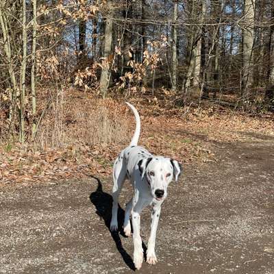 Hundetreffen-Spielkameraden/ Gassi-Bild