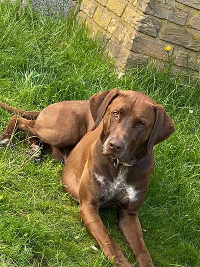 Rhodesian Ridgeback-Beitrag-Bild