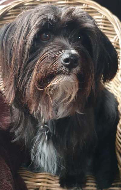 Bolonka Zwetna Freunde-Beitrag-Bild