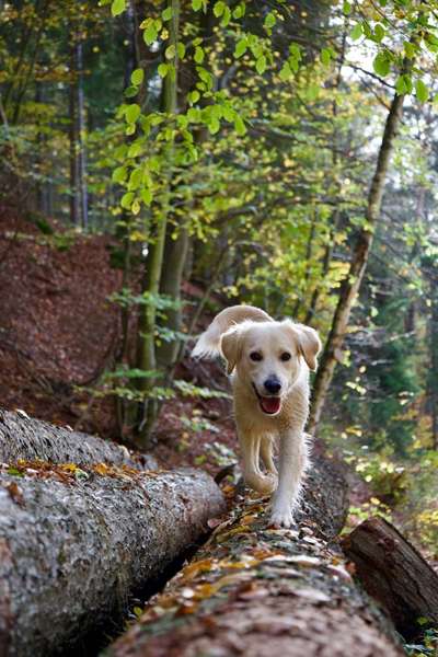 Hundetreffen-Gemeinsame Spaziergänge, Toben und Üben-Bild