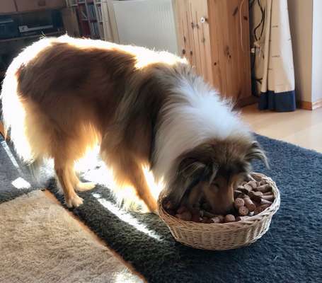 Dogorama Photo Challenge- Der Nase nach-Beitrag-Bild