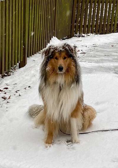 Dogorama Photo Challenge - Winterstimmung-Beitrag-Bild