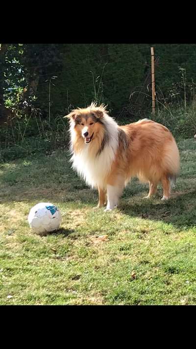 Langhaar Collies-Beitrag-Bild