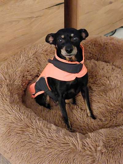 Dogorama Photo Challenge - Portrait-Beitrag-Bild