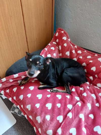 Dogorama Photo Challenge - Herzenshund-Beitrag-Bild