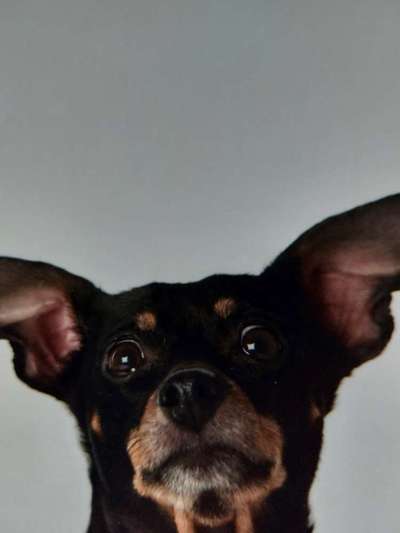 Die Augen Deines Hundes-Beitrag-Bild