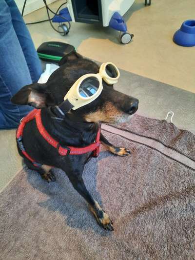 Dogorama Photo Challenge - Durchblick-Beitrag-Bild