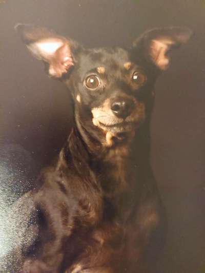 Dogorama Photo Challenge - Portrait-Beitrag-Bild