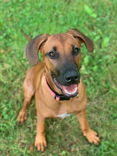 Rhodesian Ridgeback-Beitrag-Bild