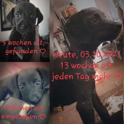 Welpen Bilder !-Beitrag-Bild