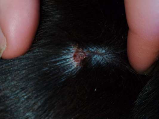 sind es räudemilben? :(-Beitrag-Bild