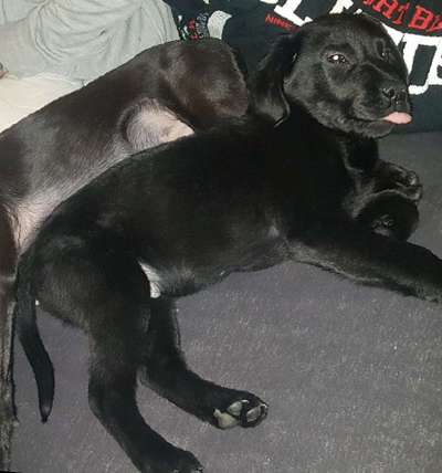 Fotochallenge Nr. 59 - Mein Hund zeigt die Zunge-Beitrag-Bild